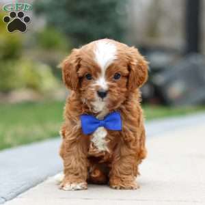 Archie, Cavapoo Puppy